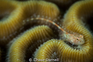 "Does He See Me"
This Blenny was very cooperative. I use... by Chase Darnell 
